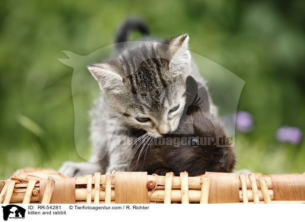 Ktzchen und Kaninchen / kitten and rabbit / RR-54281