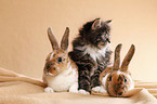 Norwegian Forest Cat and bunny