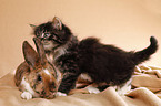 Norwegian Forest Cat and bunny