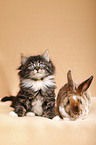 Norwegian Forest Cat and bunny