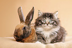 Norwegian Forest Cat and bunny