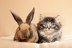 Norwegian Forest Cat and bunny