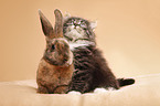 Norwegian Forest Cat and bunny