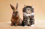 Norwegian Forest Cat and bunny