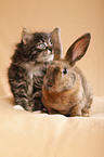 Norwegian Forest Cat and bunny