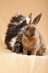 Norwegian Forest Cat and bunny