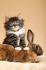 Norwegian Forest Cat and bunny