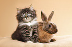 Norwegian Forest Cat and bunny