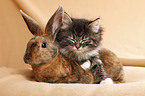 Norwegian Forest Cat and bunny