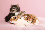 Norwegian Forest Cat and bunny