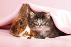 Norwegian Forest Cat and bunny