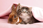 Norwegian Forest Cat and bunny