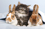 Norwegian Forest Cat and bunny