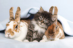 Norwegian Forest Cat and bunny