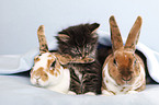 Norwegian Forest Cat and bunny