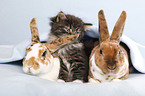 Norwegian Forest Cat and bunny