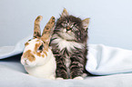 Norwegian Forest Cat and bunny