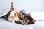 Norwegian Forest Cat and bunny