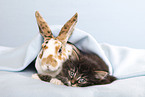 Norwegian Forest Cat and bunny