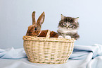 Norwegian Forest Cat and bunny