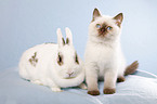 cat and pygmy bunny