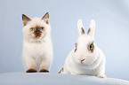 cat and pygmy bunny