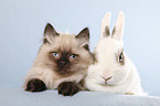 cat and pygmy bunny