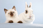 cat and pygmy bunny