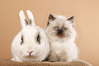 cat and pygmy bunny