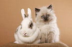 cat and pygmy bunny