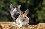 kitten and rabbit