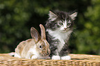 kitten and rabbit