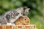 kitten and rabbit