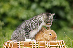 kitten and rabbit