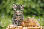 kitten and rabbit