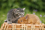 kitten and rabbit