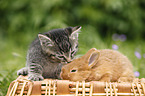 kitten and rabbit