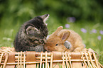 kitten and rabbit