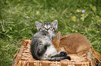 kitten and rabbit