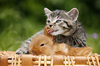 kitten and rabbit