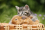 kitten and rabbit