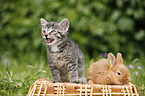 kitten and rabbit