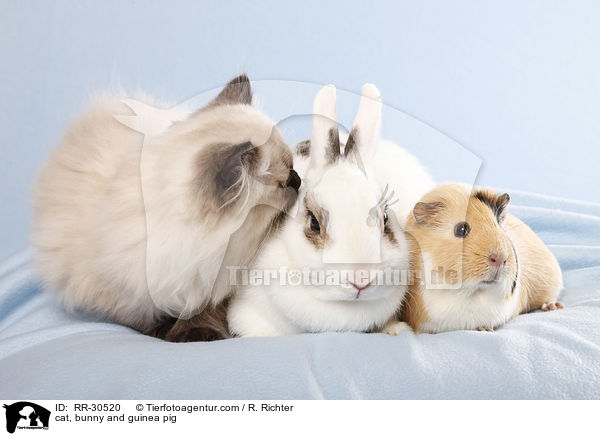 Katze & Kaninchen & Meerschweinchen / cat, bunny and guinea pig / RR-30520