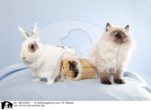 cat, bunny and guinea pig / RR-30521