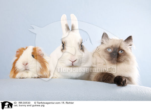 cat, bunny and guinea pig / RR-30530