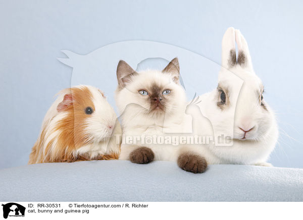 cat, bunny and guinea pig / RR-30531