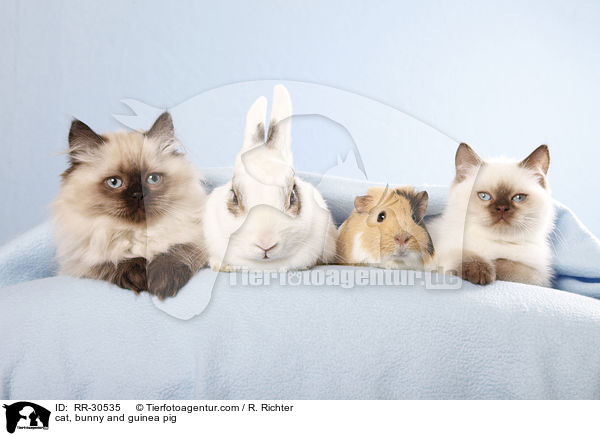 cat, bunny and guinea pig / RR-30535