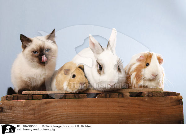 cat, bunny and guinea pig / RR-30553