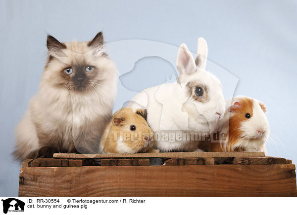 cat, bunny and guinea pig / RR-30554