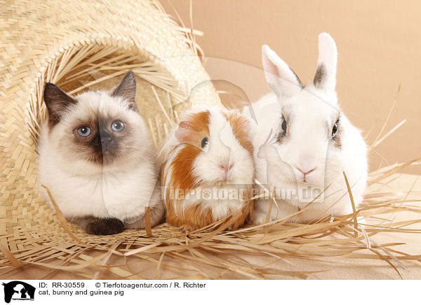 Katze & Kaninchen & Meerschweinchen / cat, bunny and guinea pig / RR-30559